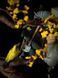 Atsu &mdash; collectible diorama from Ghost of Yotei, Painted, S (25cm)
